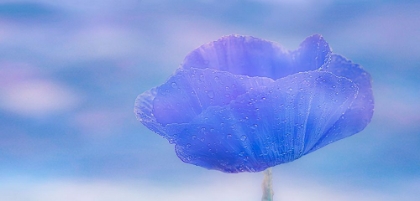 Picture of DEW-DROPPED POPPY