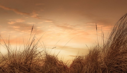 Picture of BEACH GRASSES AT SUNSET