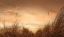 Picture of BEACH GRASSES AT SUNSET