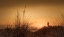 Picture of IN THE DUNES AT SUNSET