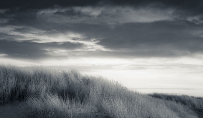 Picture of SUN-DAPPLED DUNES