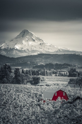 Picture of RED BARN IN THE PEAR ORCHARD