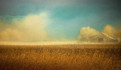 Picture of BARN IN THE FIELD OF SUNFLOWERS