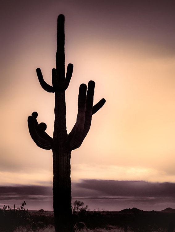 Picture of DESERT SUNSET