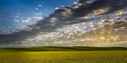 Picture of CANOLA HILLS AND SKY