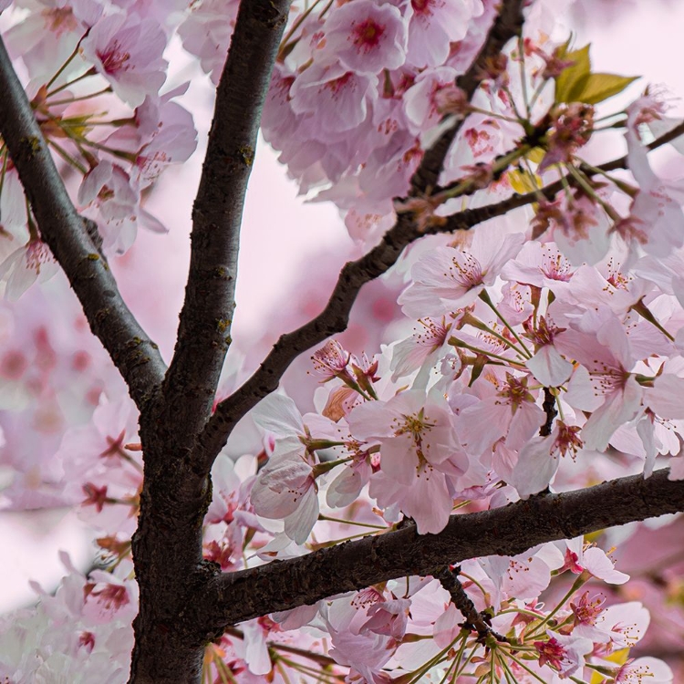 Picture of SPRING BLOSSOMS