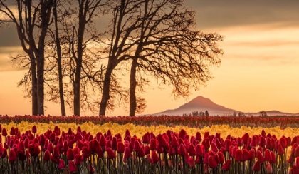 Picture of ENVELOPED BY TULIPS