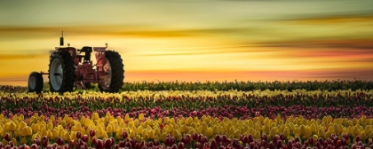 Picture of PINK TRACTOR IN THE FIELD OF TULIPS