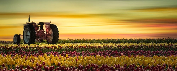 Picture of PINK TRACTOR IN THE FIELD OF TULIPS