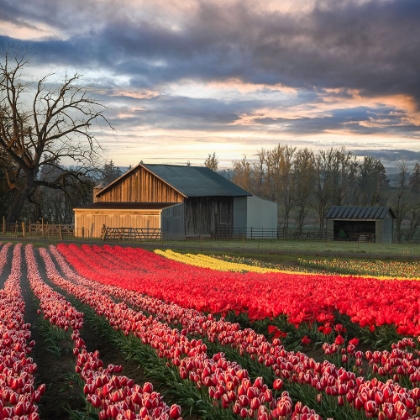 Picture of IN A FIELD OF TULIPS
