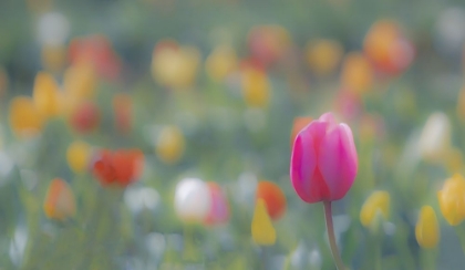 Picture of SPECKLED WITH TULIPS
