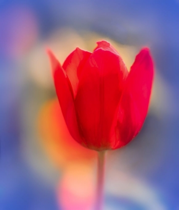 Picture of VIBRANT RED TULIP