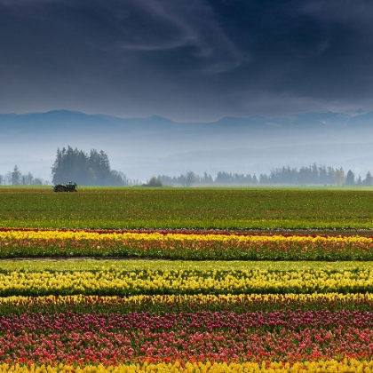 Picture of AT THE EDGE OF THE TULIP FIELD