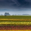 Picture of AT THE EDGE OF THE TULIP FIELD