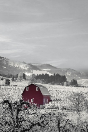 Picture of BARN IN THE PEAR BLOSSOMS