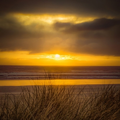 Picture of DUNE GRASSES IN THE SUNSET