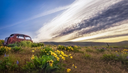 Picture of RUSTY OLD CAR IN THE WILDFLOWERS