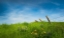 Picture of SPRING MEADOW