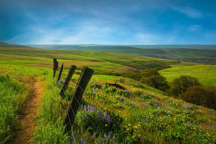 Picture of ACROSS THE MEADOW