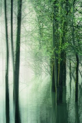 Picture of FOREST IN THE LAKE II
