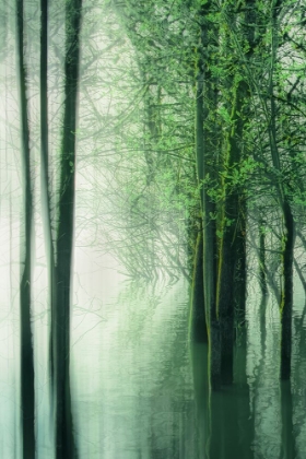 Picture of FOREST IN THE LAKE II