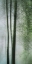 Picture of SLENDER IN SPRING I