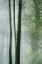 Picture of SLENDER IN SPRING II