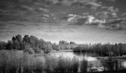 Picture of TRANQUIL WETLAND