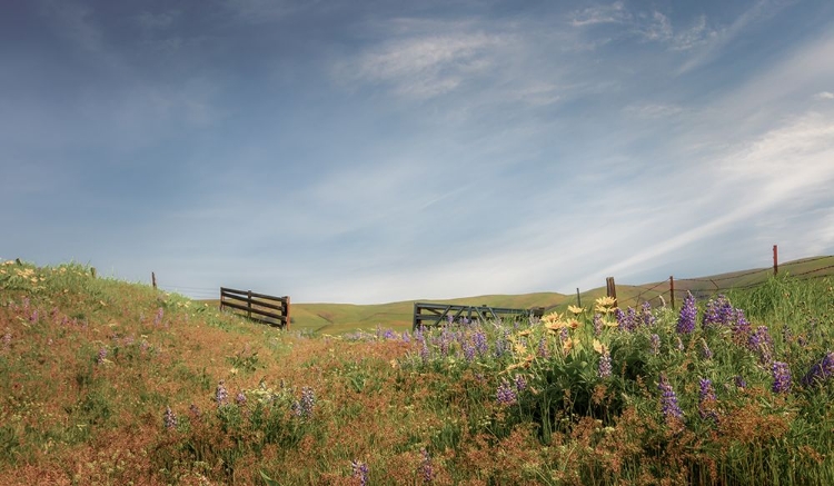 Picture of WILDFLOWER EXPLOSION