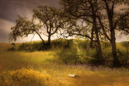 Picture of FLOWERING MEADOW