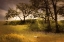 Picture of FLOWERING MEADOW