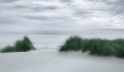 Picture of VIEW THROUGH THE DUNE GRASSES