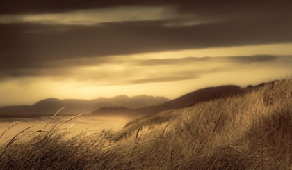 Picture of SUN-LIT DUNES