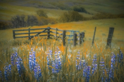 Picture of FIELD OF LUPINE