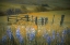 Picture of FIELD OF LUPINE