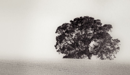 Picture of ALONE IN THE WHEAT FIELD