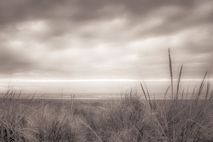 Picture of TALL DUNE GRASSES