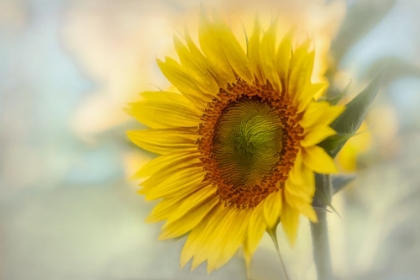 Picture of SUNFLOWER IN THE FIELD