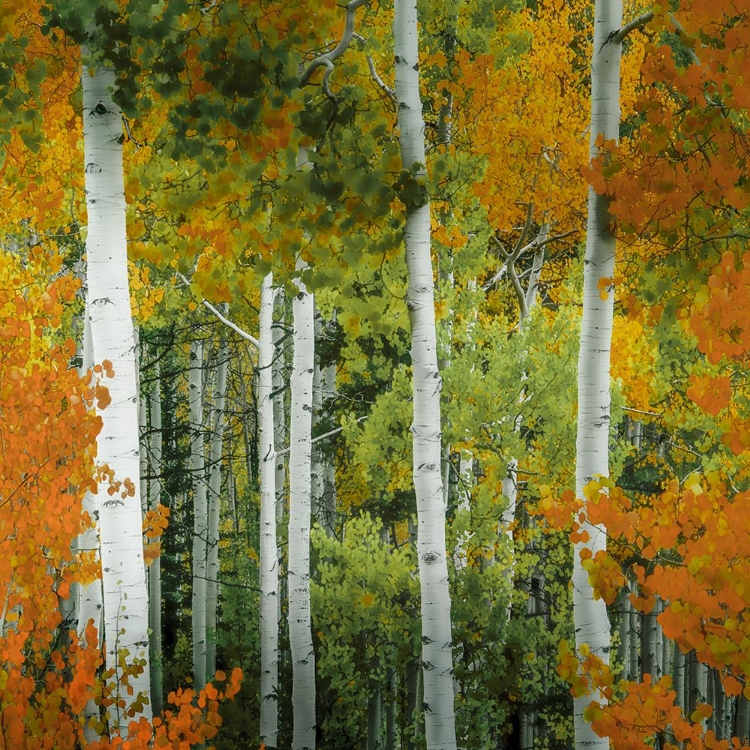 Picture of COLORADO ASPEN FOREST