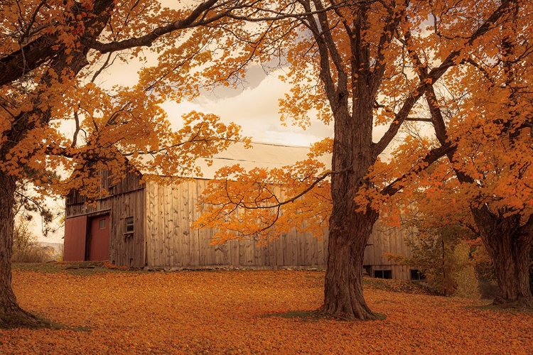 Picture of SURROUNDED BY FALLEN LEAVES