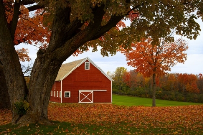 Picture of RED BARN ALONG A COUNTRY ROAD