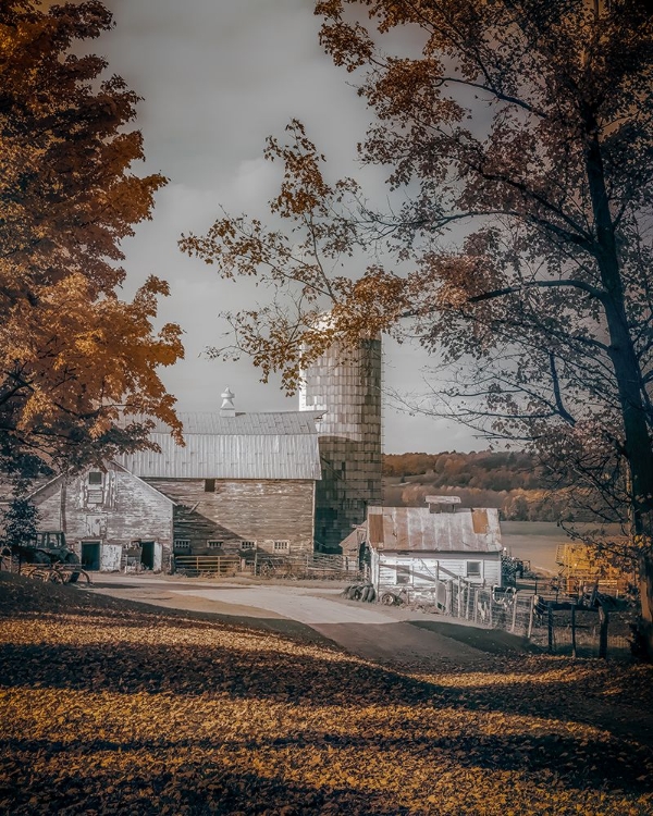 Picture of ORGANIC DAIRY FARM