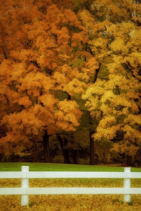 Picture of BEYOND THE FENCE