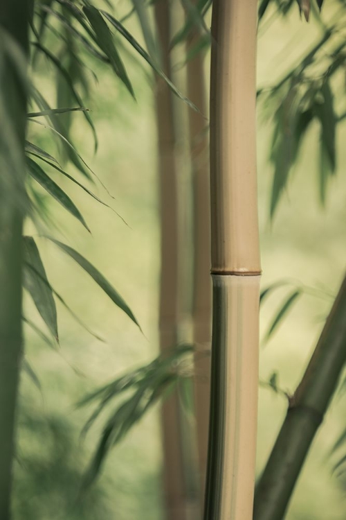 Picture of BAMBOO I