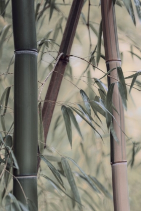 Picture of BAMBOO II