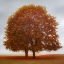 Picture of VIBRANT MAPLES
