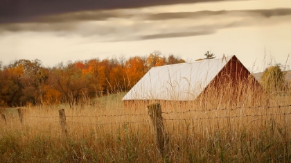 Picture of HIDDEN IN THE TALL GRASSES