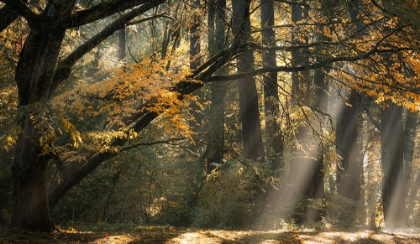 Picture of BEAMS OF FOREST LIGHT