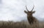 Picture of ELK IN THE COASTAL DUNES