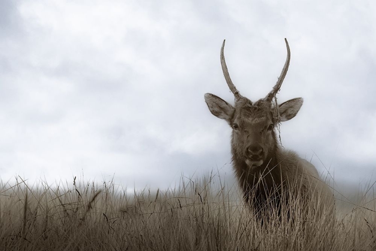 Picture of ELK IN THE COASTAL DUNES